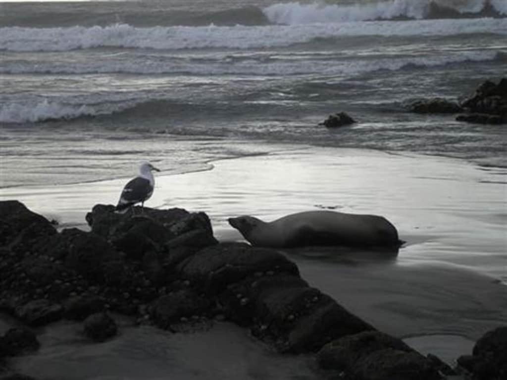 Appartamento 'Luxury Oceanfront Penthouse With Pools, Jacuzzis And Spectacular Ocean Views' Rosarito Esterno foto
